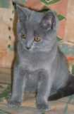 ~~***chatons ***~~